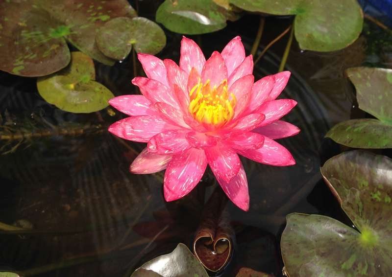 waterlily